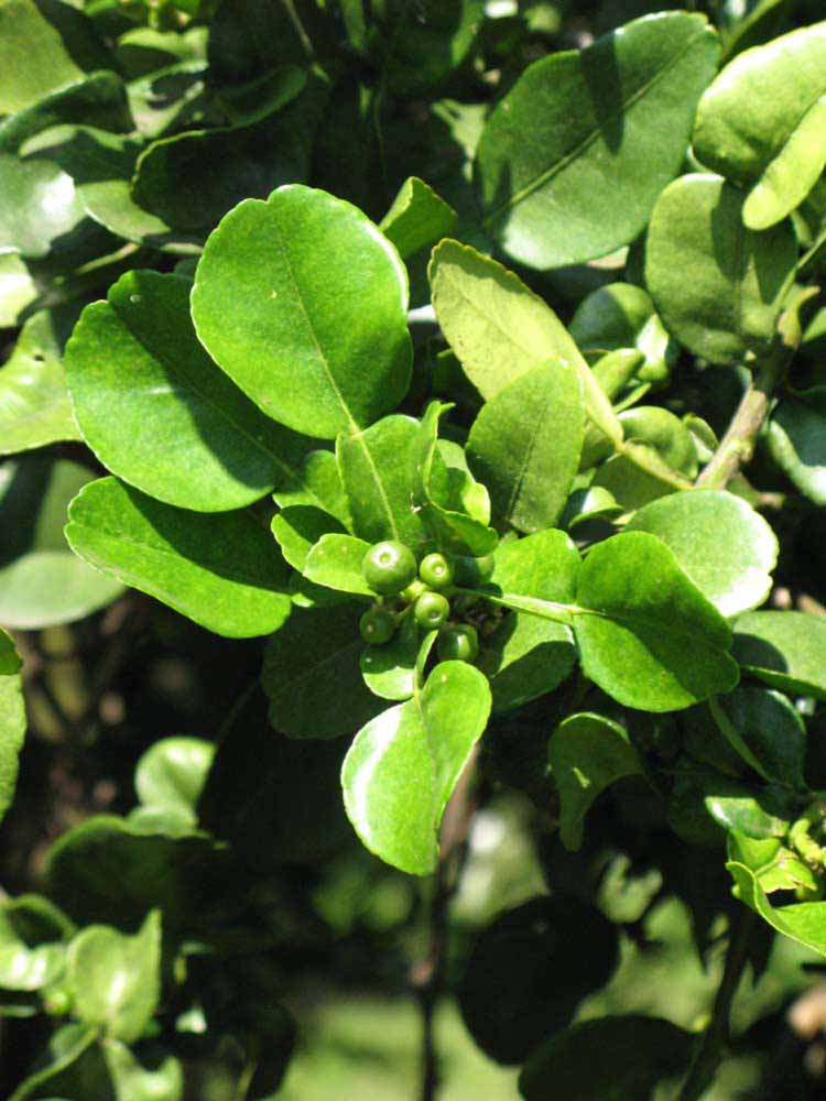                 Sun leaves (Kaffir, Winter Haven, FL)       